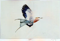 Leigh Voigt - Lilac Breasted Roller